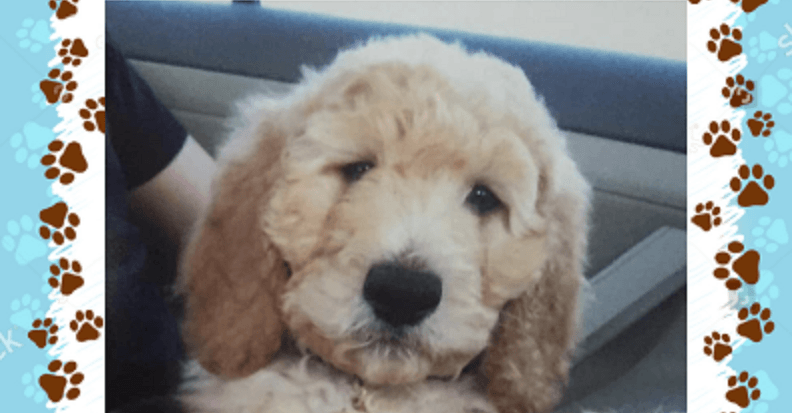 Distasio Law Firm Pet of the Month: February 2019