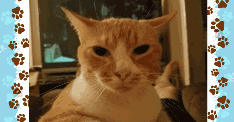 Distasio Law Firm Pet of the Month: March 2019