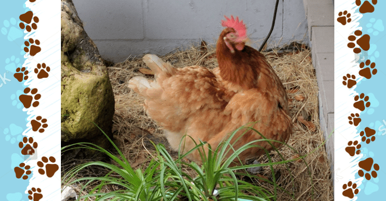 Distasio Law Firm Pet of the Month: May 2019