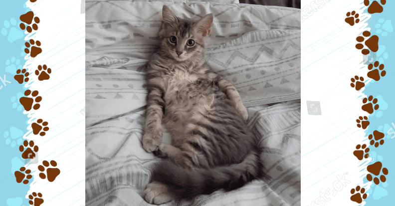 Distasio Law Firm Pet of the Month: June 2019