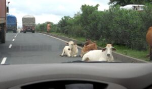 cows lying on a busy road