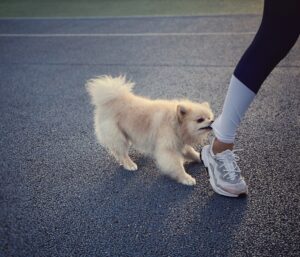What Should a Delivery Driver Do After a Dog Bite in Tampa?