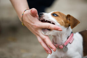 Who Is Liable for a Dog Attack on a Delivery Worker?